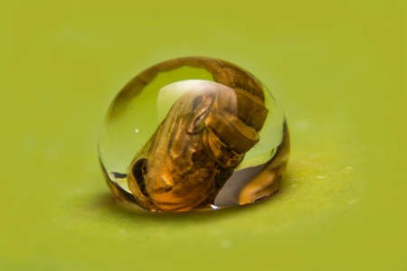 pupa stage in water dropの写真素材