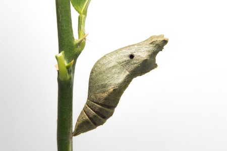 worm butterflyの写真素材