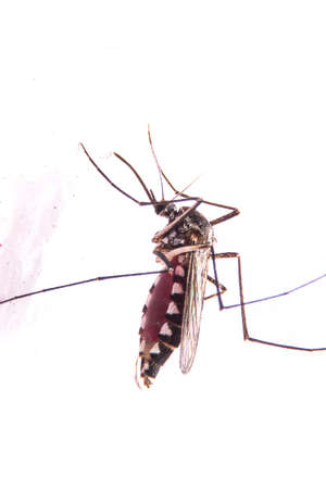mosquito drinks blood  malaria  zika virus