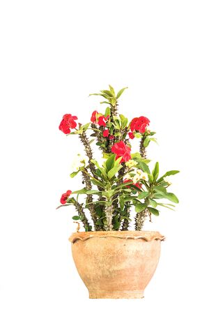tree garden  flowering-plantの写真素材