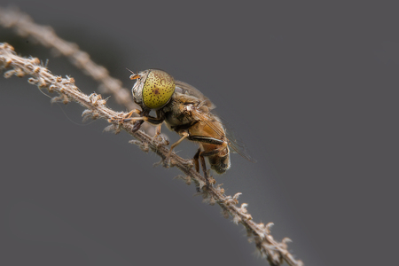 eristalinus arvorumの写真素材