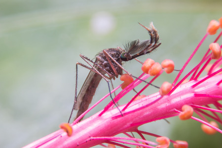 male mosquito drink syrup from flowerの写真素材