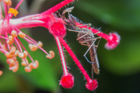 male mosquito drink syrup from flowerの写真素材