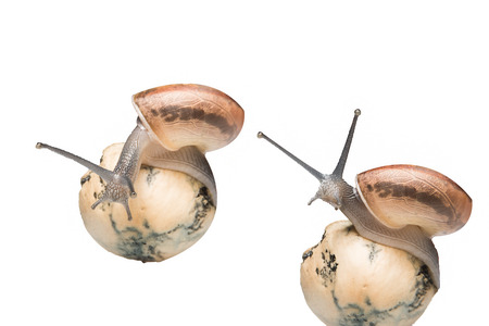 the snail on isolated backgroundの写真素材