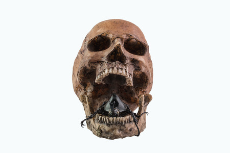 skull and insect on white isolated backgroundの写真素材