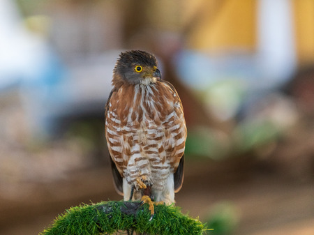 The hawks in training school for hunting birds  and protect factory and house from excrement is healthcare ,is business trainingの写真素材