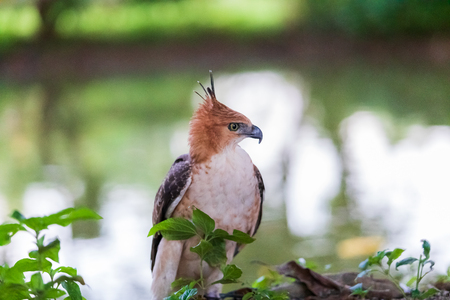 The hawks in training school for hunting birds  and protect factory and house from excrement is healthcare ,is business trainingの写真素材