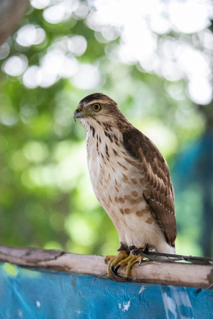 The hawks in training school for hunting birds  and protect factory and house from excrement is healthcare ,is business trainingの写真素材