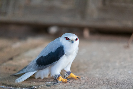 The hawks in training school for hunting birds  and protect factory and house from excrement is healthcare ,is business trainingの写真素材