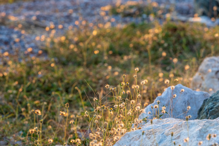 Mini flowers on ground and sun light before sunsetの写真素材
