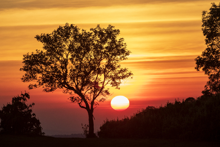 The spectrum of sunset and silhouette background on trees is beautiful color skyの写真素材