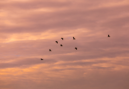 Many birds fly on the beautiful sky before sunsetの写真素材