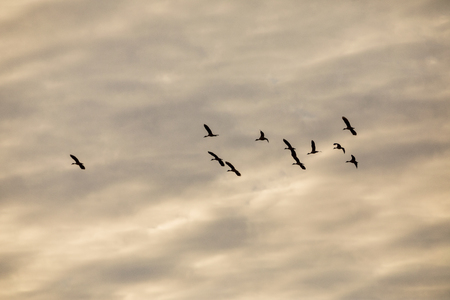 Many birds fly on the beautiful sky before sunsetの写真素材
