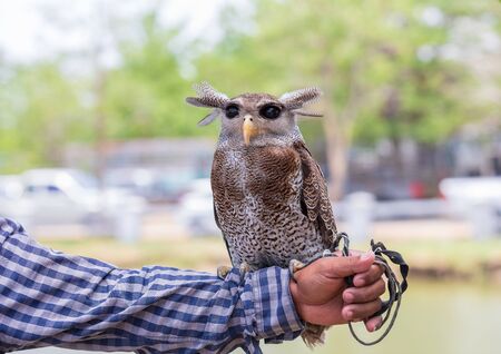 The owl on hand for show in public parkの写真素材