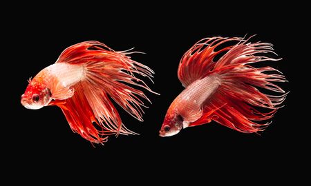 A Siamese fighting fish in any action on isolate background / crown tail fishの写真素材