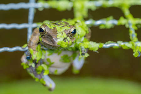 The green fog hang on sieve over the water, and on body is many weed is hide in natureの写真素材