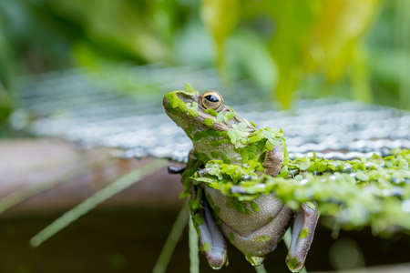 The green fog hang on sieve over the water, and on body is many weed is hide in natureの写真素材