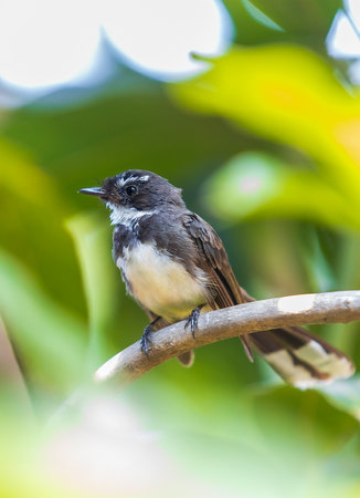 The mini bird is Muscicapidae on treeの写真素材