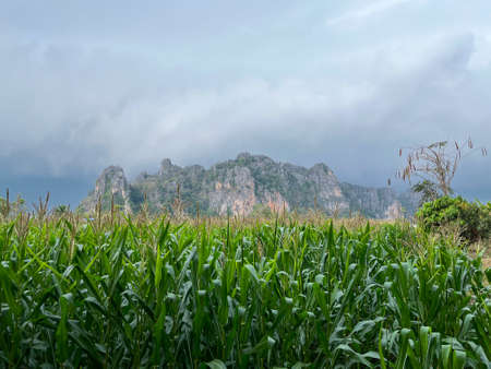 The corns field grow on farm and the mountain on background while rain could flow on areaの写真素材