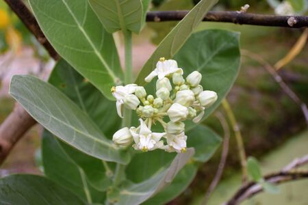 white crow flowersの写真素材