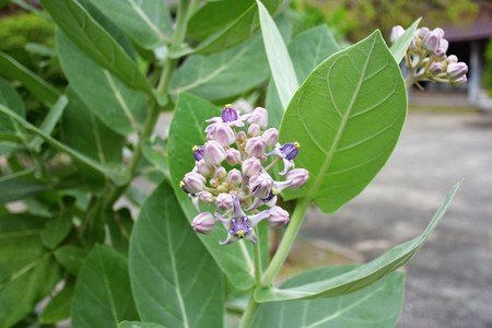purple crow flowersの写真素材