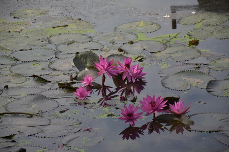 pink lotusesの写真素材