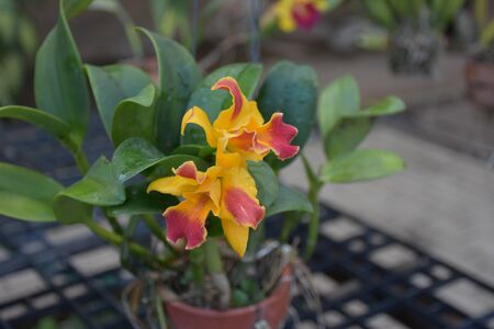 orchid flowersの写真素材