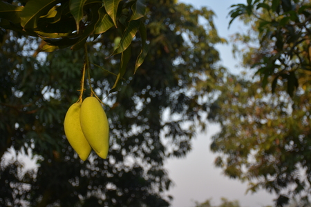mangoの写真素材