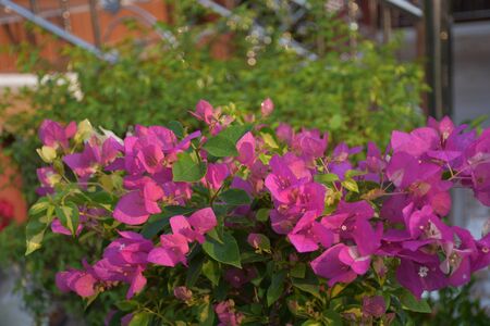 pink flowersの写真素材