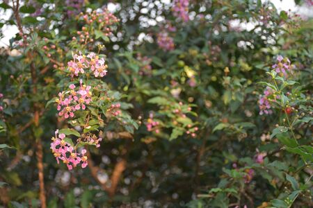 pink flowersの写真素材