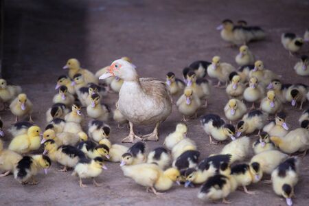 Mother duck and baby ducksの写真素材