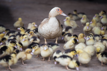 Mother duck and baby ducksの写真素材