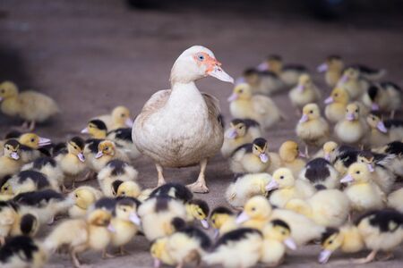 Mother duck and baby ducksの写真素材