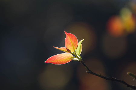 Orange leaves  sky backgroundの写真素材