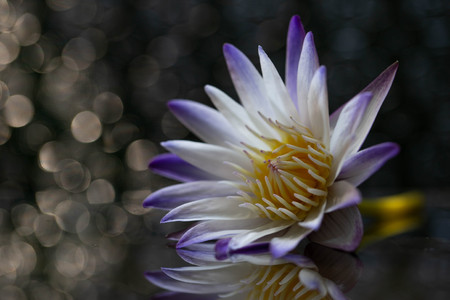 Lotus flowers on reflective glassの写真素材