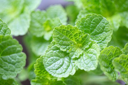 Green leafy vegetables of nature, non-toxicの写真素材