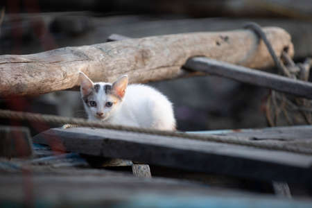 Thai cat, tricolor cat It is the resident cat of Thailand.の写真素材