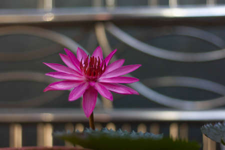 close-up photography of pink lotus flowers in beautiful waterin natural beauty.