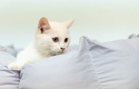 White cat lying on the bed. Shallow depth of field.の写真素材