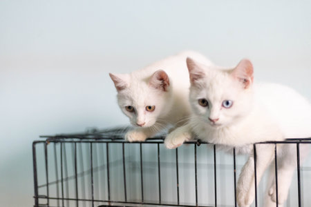 Two cute white kittens with blue eyes in a cage on white backgroundの写真素材