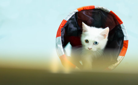 Cute white kitten looking out of the hole in the window.の写真素材