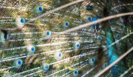 Peacock feathers close up. Shallow depth of field.の写真素材
