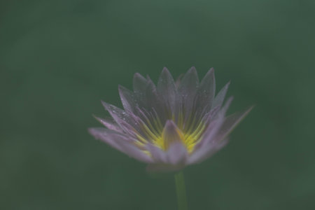 Purple water lily in the garden with soft focus background.の写真素材
