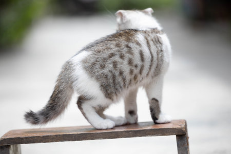Cat standing on wooden chair in the garden,selective focus.の写真素材