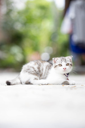 Cute little kitten on the floor in the garden. Selective focusの写真素材