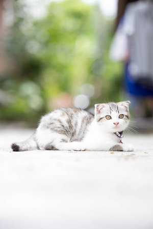 kitten lying on the ground and looking at the camera, shallow depth of fieldの写真素材