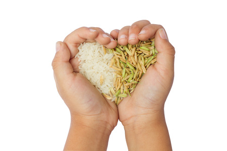Rice in hand,rice is the most important economic crops in Thailand.の写真素材
