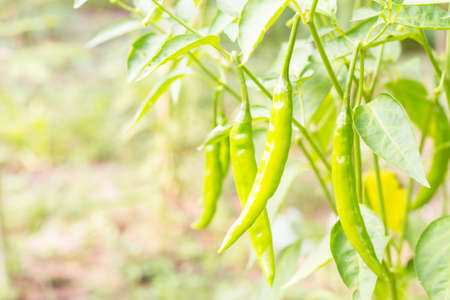 green paprika hanging from paprika plantの写真素材
