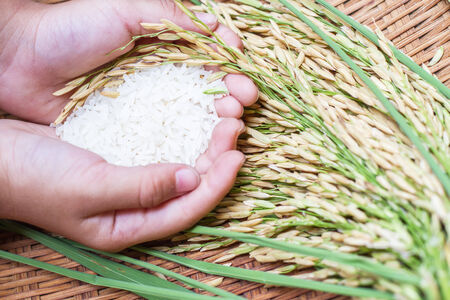 Rice in hand,rice is the most important economic crops in Thailand.の写真素材