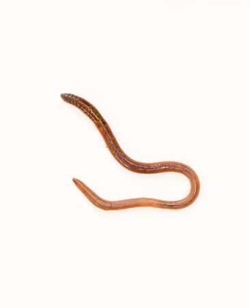 earthworm in isolated on white backgroundの写真素材